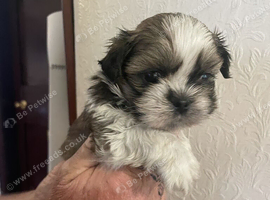 Lhasa apso cross shihtzu puppies