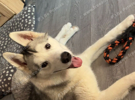 11 Month Old looking for his forever home
