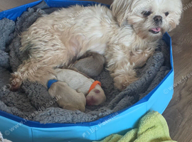 Shih Tzu Puppies Looking for Their Forever Homes!