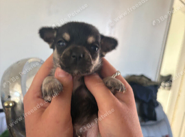 Chihuahua x frenchie