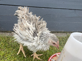 Frizzle bantam