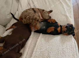 Beautiful miniature dachshund puppies