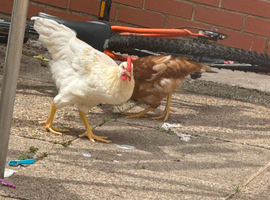 Chickens
