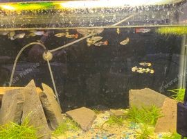 Betta fish and guppy