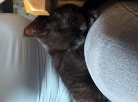 Black cuddly kitten ready to go