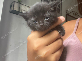 Russian blue tabby girl