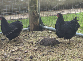 POL Black Wyandotte Bantams