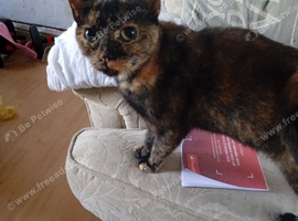 Female young cat
