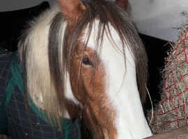 DESPERATLY SEEKING LIVERY YARD
