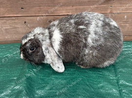Female English lop rabbit for sale