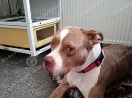 American bully