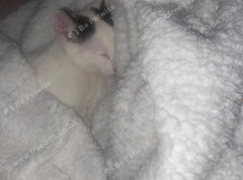 10 week old white male