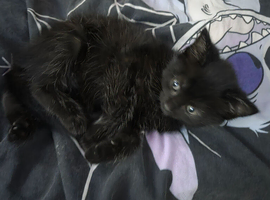 Female black kitten