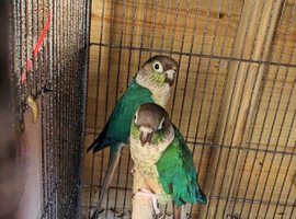 Proven breeding pair blue conure