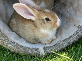 Continental giant rabbit ready now