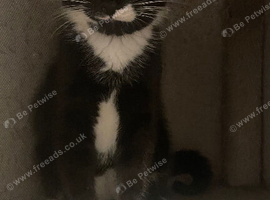 5 kittens need a new loving home