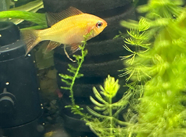 A golden ram