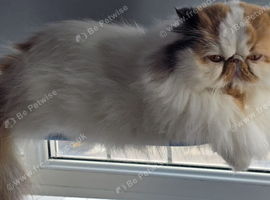 Beautiful Persian Cat for Loving Home