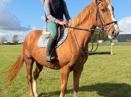 16h 7 year old Irish mare alrounder