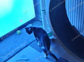 Wanted kitten