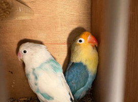 Beautiful young love birds for sale