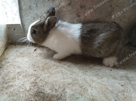 2 weeks old Dutch bunny's ready to reserve