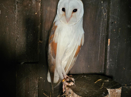 Male barn owl
