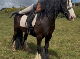 14.2/3H - 7Yo - Black - Gypsy Cob - Gelding  - Family Cob