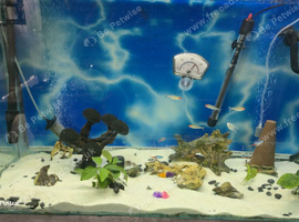 tank fish 185L,fish