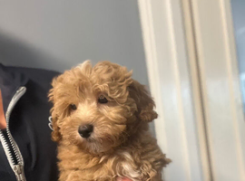 Gorgeous Boy LAST Maltipoo Reduced