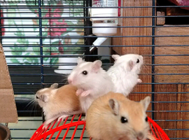 Baby gerbil available