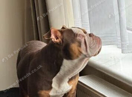 British bull dog just over 1