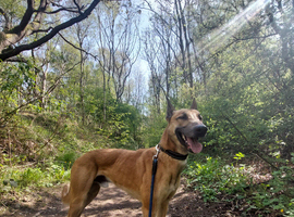 Belgian malinois Cross whippet