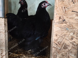 Trio young black pekins