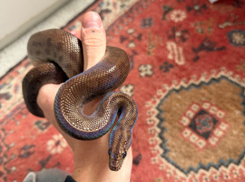 Colombian rainbow boa bioactive