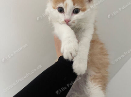 Kittens