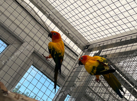 Male sun conure