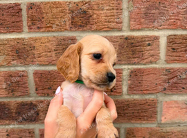 7 beautiful show cocker spaniels