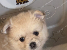 9 week old female pomeranian puppy