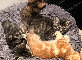 Fluffy kittens