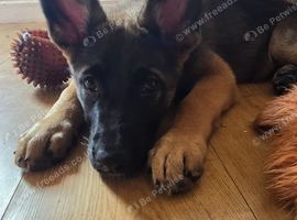 German sheperd x belgium mallinois (10 weeks)