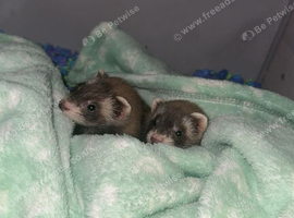 2 girl pet ferrets