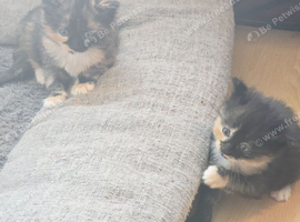 Kittens