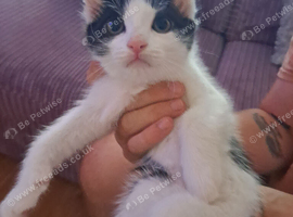 Kittens available now