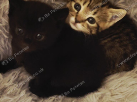 2 female kittens