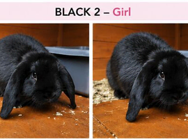 Stunning Pure Bred Mini Lop Rabbits