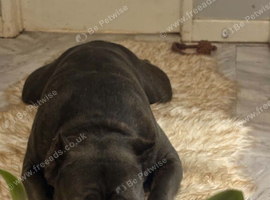 Cane corso