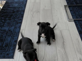Staff puppies
