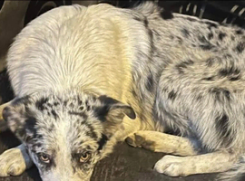 2 year old female blue merle border collie