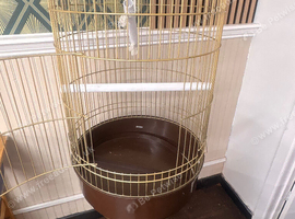 Traditional Gold budgies&cockatiel